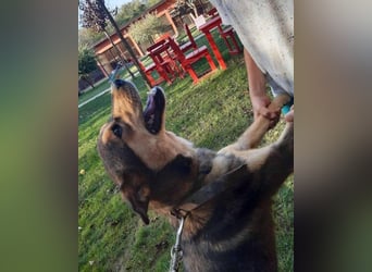 freundliche, liebevolle Mix-Hundedame Lizzy