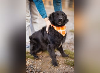 MIKE❤️Gute-Laune-Retriever-Mix sucht sein Glück