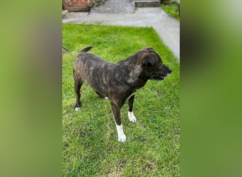 Ebelin ❤️ so herzensguter Familienhund!