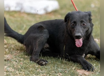 CHUNA❤️freundliche, neugierige & absolut liebenswerte Schmusepfote