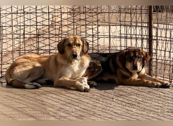 Klausi ❤️ sanft, sensibel + sucht Halt & Liebe