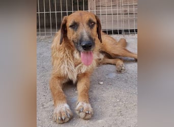 Sanfter ♥ Oscar ♥ wartet schon in 74749 Rosenberg