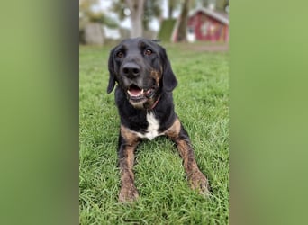 Leo ❤️ wartet in 84524 Neuötting auf dich