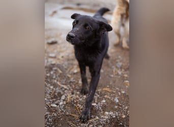 Loris ❤️ verspielter, aktiver Jungrüde