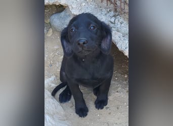 Knutschkugel GRACIE❤️zauberhaftes Fellschnute sucht ihr Zuhause fürs Leben
