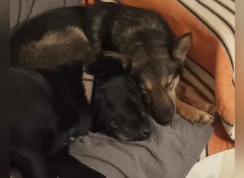 Fibi - eine sanfte Fellnase mit Charakter