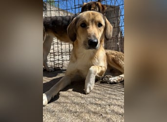 Klausi ❤️ sanft, sensibel + sucht Halt & Liebe