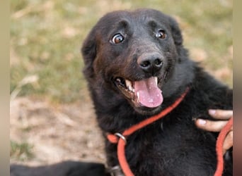 CHUNA❤️freundliche, neugierige & absolut liebenswerte Schmusepfote