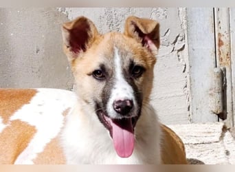 Ella ❤️ super liebes, junges Hundemädchen