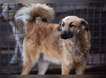 Ben ❤️ schmusiger, schüchterner Hundebub