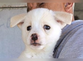 Welpin ♥Tara♥ sucht Schutz & Liebe