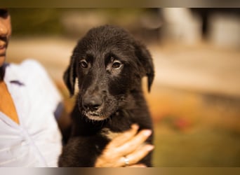 Cosmo - junger charmanter Schäfi-Mix-Bub