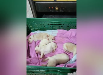 Welpin ♥Tina♥ hofft nun darauf ihre lieben & treuen Menschen zu finden