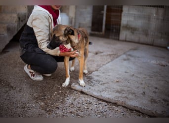 Liebste Lisa - die pure Lebensfreude auf 4 Pfoten