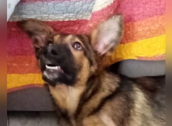 Liebevolles Fellnäschen Bebo -  liebt jeden, ob Mensch, Hund oder Katze