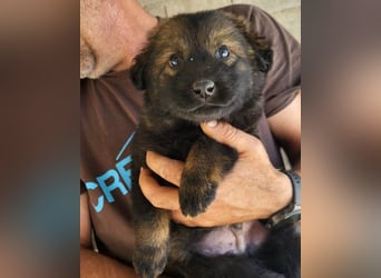 Bub ♥Bertie♥ lieber, fröhlicher Jungrüde