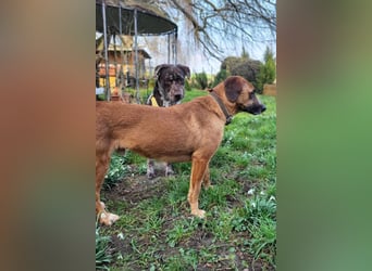 Sanfter Rüde ♥Amigo♥ erwartet dich bereits in 74749 Rosenberg