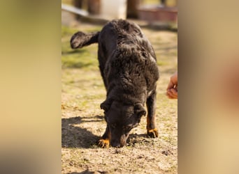 Aktiver Ares sucht seine aktiven Menschen
