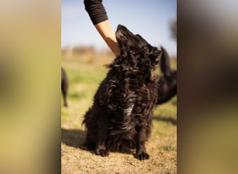 Norman - ein rundum toller Rüde