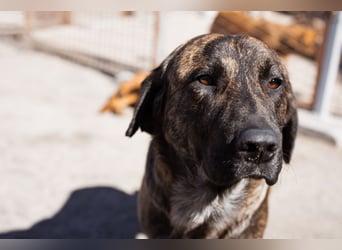 Ludwig ❤️ unser lieber, verschmuster Jungrüde!