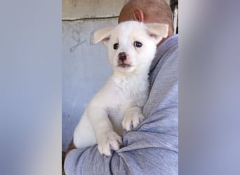 Welpin ♥Tara♥ sucht Schutz & Liebe