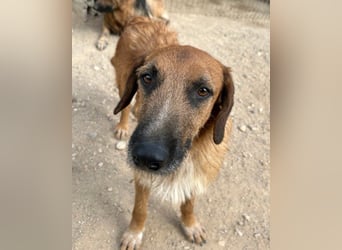 Sanfter ♥ Oscar ♥ wartet schon in 74749 Rosenberg