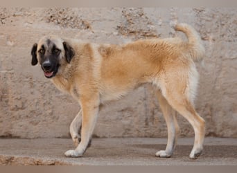 Sofia ♥️ liebe und aktive HSH-Mix-Junghündin