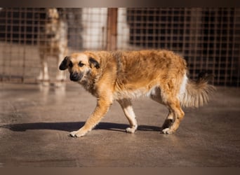 Ben ❤️ schmusiger, schüchterner Hundebub