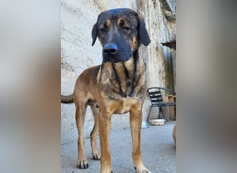 FEODOR❤️so lieber, verträglicher, noch schüchterner Hundejunge