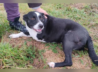 Betty ❤️ verschmuste & anhängliche Hundedame