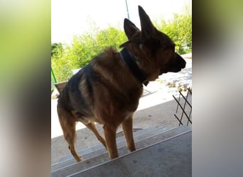 Liebevolles Fellnäschen Bebo -  liebt jeden, ob Mensch, Hund oder Katze