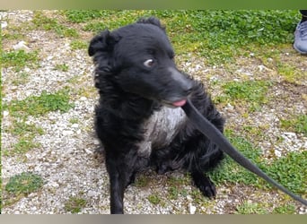 Nox ❤️ liebevoller Kämpfer auf 3-Beinen