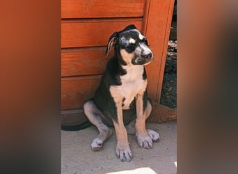 Welpenmädchen Lykka ❤️ fröhlich, verspielt, neugierig!