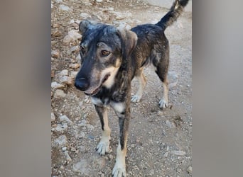 Mili-HSH-Rüde: braucht Liebe & Vertrauen