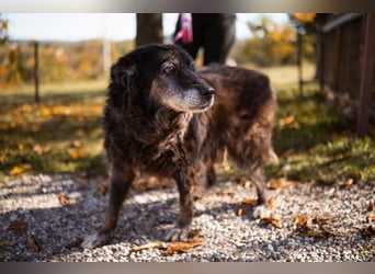 OldLady♥Srećka♥ hat Sehnsucht nach Liebe