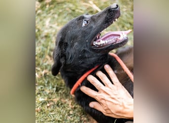 CHUNA❤️freundliche, neugierige & absolut liebenswerte Schmusepfote