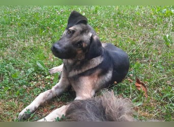 GoodBoy ♥Buddy♥ sucht seinen treuen Buddy auf 2 Beinen