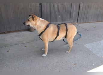 ♥Micka♥ liebt Menschen, Hunde & Katzen