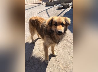 Ben ❤️ schmusiger, schüchterner Hundebub