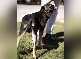 FRIDA❤️Terrier-Mix-Sonnenscheinchen sucht ihr Zuhause voller Liebe