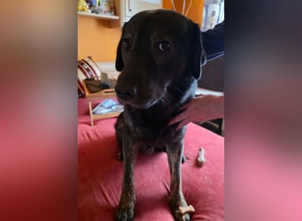 Notfellchen SHADOW❤️in 69198 Schriesheim, dringend Not-PS oder Für-Immer-Zuhause gesucht