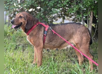 Reina in 01640 Coswig