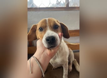 Sony ❤️ Familienhund mit großem Herzen
