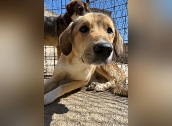 Klausi ❤️ sanft, sensibel + sucht Halt & Liebe