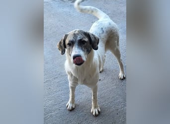 Junghündin♥ Liv-Marie ♥ liebstes Pfotenherz sucht zeitnah Pflegestelle,am Besten ihre eigene Familie