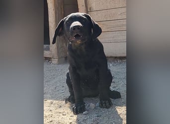 Schmusemaus RIEKA❤️verspieltes, fröhliches, aufgewecktes Welpenherzchen sucht ihre Für-Immer-Familie