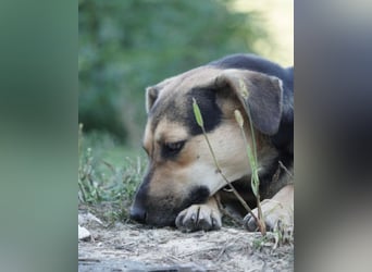 Lana ❤️ tolle umgängliche, junge Hündin