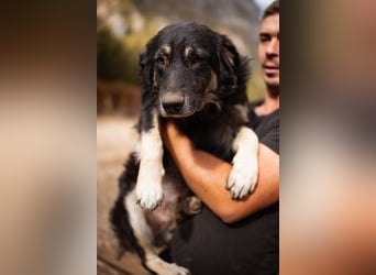 Treuer ♥ Oli ♥ kluger, sozialer, verschmuster Jungrüde
