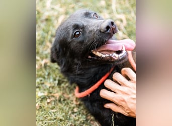 CHUNA❤️freundliche, neugierige & absolut liebenswerte Schmusepfote