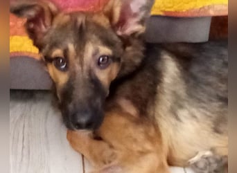 Liebevolles Fellnäschen Bebo -  liebt jeden, ob Mensch, Hund oder Katze